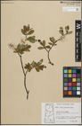 Foto von Salix planifolia Pursh